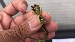 Collecting Sweet William Seeds from  Flowers (English)