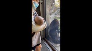 Zookeeper introduced newborn daughter to gorilla