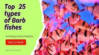 Top 25 types of Barb Fishes | 25 Types of Barb | Proud Hobbyist