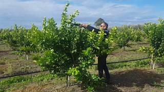 POTATURA DI GIOVANI PIANTE DI LIMONE (24 mesi dal trapianto)