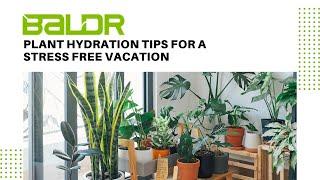 Plant hydration tips for a stress free vacation