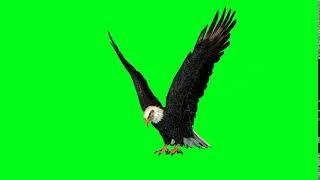 Real Eagle Attack Animation Green Screen 1080p HD #3