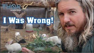 Rabbit Colony Mistakes