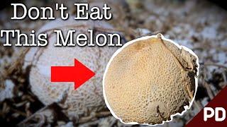 Scandal: The 2011 Cantaloupe Listeriosis Outbreak | Short Documentary | Plainly Difficult