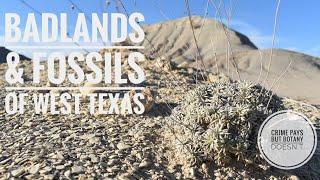 Plants That Grow on Badlands & Petrified Forests of West Texas