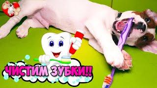  Собака САМ чистит зубы  и Спит как ангел Говорящая собака ЛОКИ БОБО Влог - 5 серия
