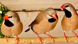 Long-tailed Finch (Poephila acuticauda) #aviary #finches #birds