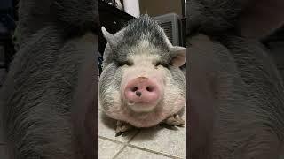 Big girl #pig #pigs #animal #funnypig #cute #funnyanimal #minipig