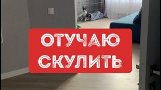 Как отучить щенка скулить. Проверенный способ.