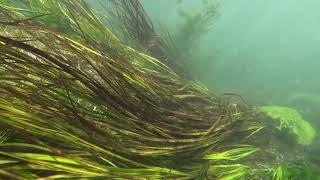 Water crowfoot (Ranunculus aquatilis) and Water starwort (Callitriche palustris) a fish eye view