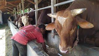 THE LARGEST COW CAGE IN THE CITY OF SEMARANG INDONESIA ready small - giant