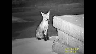 Chill neighbourhood fox in night vision