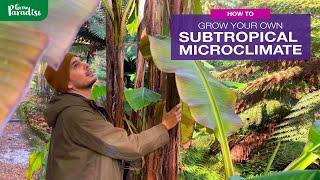 How to grow your own SUBTROPICAL MICROCLIMATE | 250 year old example!