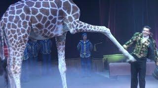 Circus. The show of different animals. Bisons, kangaroos, ostriches & giraffe