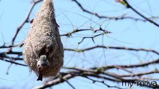 Ремез на гнезде. Penduline tit.