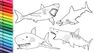 How to Draw Shark Color Pages Collection for Children - Drawing Lesson Great White Shark Sea Monster