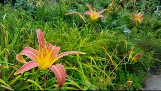 Colour in the Cruickshank Botanic Garden