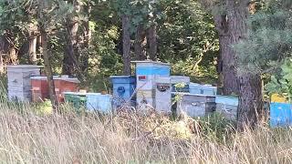  #Пчелы и  Лес -  Природа и #Пчеловодство в Украине #Bees in the Forest - Nature & #Beekeeping 4k