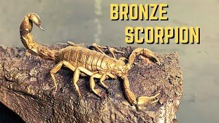 Casting a Solid Bronze Scorpion
