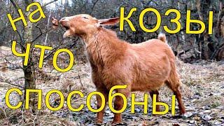 Козы как вредители в хозяйстве/обратная сторона коз и овец на участке