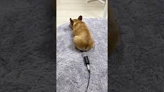 Dog scares himself with his fart 