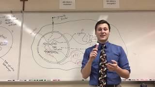 (AP Biology) Cell Cycle Regulation - cyclins, CdKs, p53, and cancer