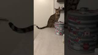 Female cat in heat meowing ( mate calling, bengal )