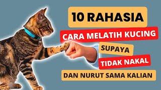 10 RAHASIA MELATIH KUCING SUPAYA NURUT ⁉️ CARA MELATIH KUCING SUPAYA PATUH DAN TIDAK NAKAL KEPADAMU