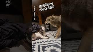 COYOTE vs. CAT! #weavethecoyote #puppy #duckholliday #pet #nature #friends #funny #cute #animals