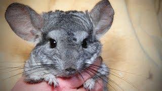 Funny Chinchilla Funny and Cute Chinchilla (Full) [Funny Pets]