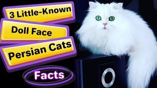 3 Little Known Facts About Doll Face Persian Cats