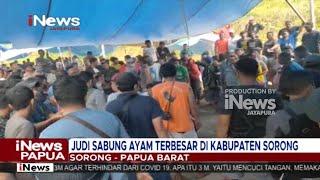 I NEWS PAPUA - JUDI SABUNG AYAM TERBESAR DI KABUPATEN SORONG