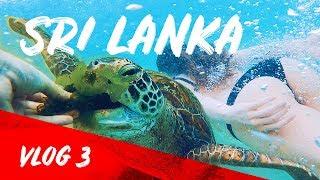 Turtles on the Sri Lanka. Ocean. Best places on Sri Lanka.