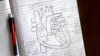 How to Draw Human heart Diagram Drawing class 10