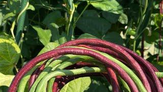 Yard long bean harvest in a small garden ‼️ Insanely ‼️ #shorts