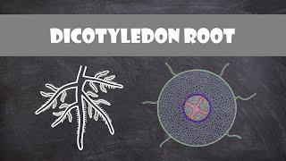 Dicotyledon Root Structure | Plant Biology