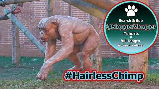 Displaying Hairless Chimpanzees #muscle natural #gym