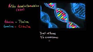 ADN | Herencia y evolución | Biología | Khan Academy en Español