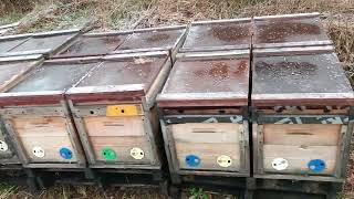 в краснодарском крае,приходится смотреть пчёл ежемесячно