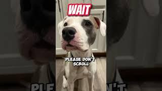 Who Is Going To Tell Her?  Wholesome Animals  #shorts #pitbull #pitbullpuppy