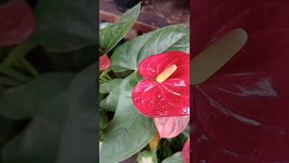 Essay Outdoor and indoor plants ideas for beginners #shorts #garden #indoorgardening #youtubeshorts