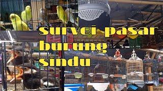 Survei Pasar Burung Sindu || Pasar Burung Terlengkap Di Lombok