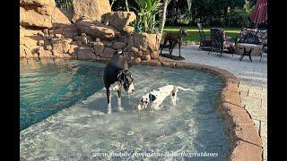 Funny Great Dane Watches Over Puppy During First Splash In The Pool Together