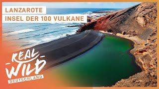 Vulkan Doku: Leben auf der Vulkaninsel Lanzarote | Real Wild Deutschland