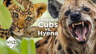 Leopard Cubs vs. Hyenas: A Mother's Greatest Fear