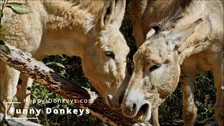 Happy Donkeys in the Algarve