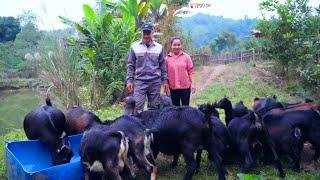 The goats went out to eat and did not return: the surprise of finding them