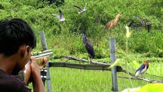 BERBURU BURUNG SAWAH DI MUSIM PADI DI TANAM‼️LANSUNG DI MASAK