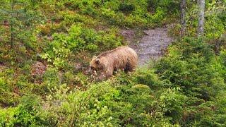 Потапыч трапезничает . Potapych is eating