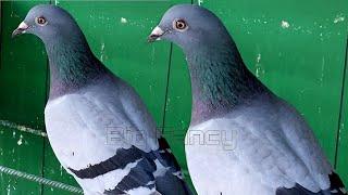 Pigeon Loft Setup for Racing Champions | Breeding & Homing Pigeons